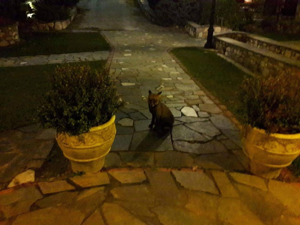 Tzivaeri Otel Likodhrómion Dış mekan fotoğraf